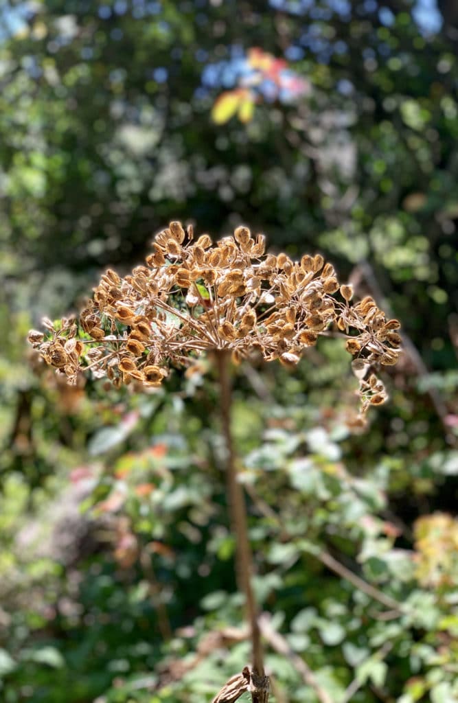Dried flower on hike