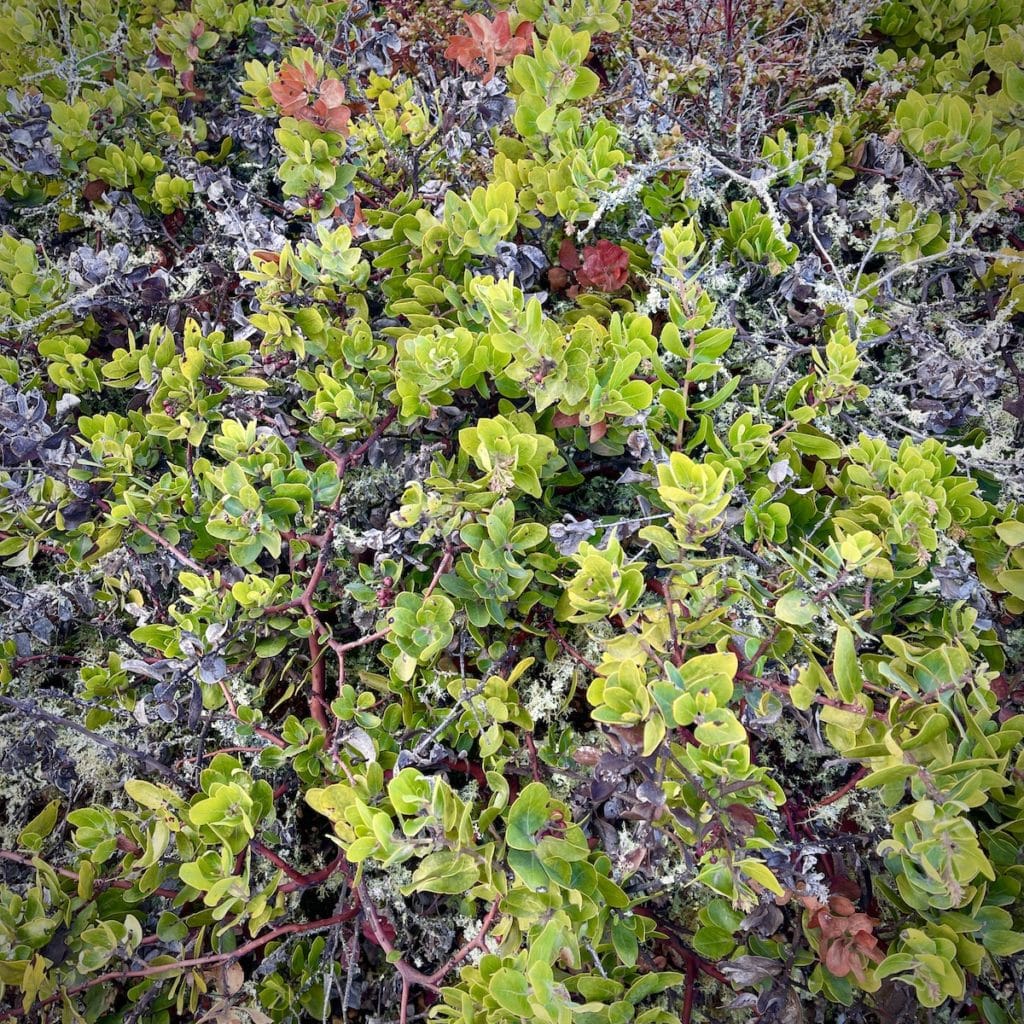 up close view of manzanita shrubs